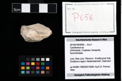 Foto (Objekt + Etikett) von Cyclothyreus sp.  (NHMW-GEO-2014-0194-0656)